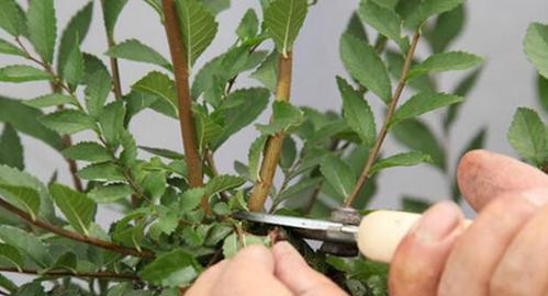 技巧二:不是剪得越少越利于生长!