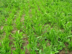 耐旱牧草品种大盘点