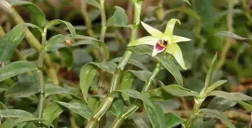 Zuo法：将铁皮石斛、 红枣、桂圆、枸杞等材料放入茶杯中，加入适量的开水，冲泡3-5分钟即可饮用。