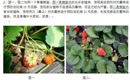 灰霉病：那灰蒙蒙的， 真让人心疼