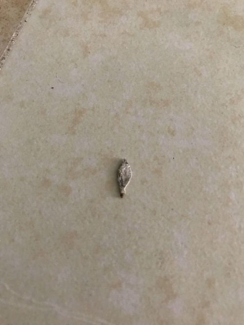 肉肉体内长白色虫子，这是怎么回事