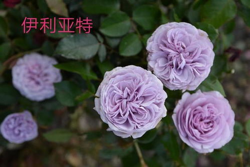 潘妮洛佩亚月季：美得让人心动