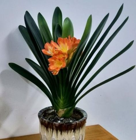 君子兰多久开一次花？这样养护