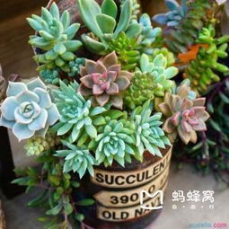 唐印多肉植物季节养护指南：根据气候变化智能浇水