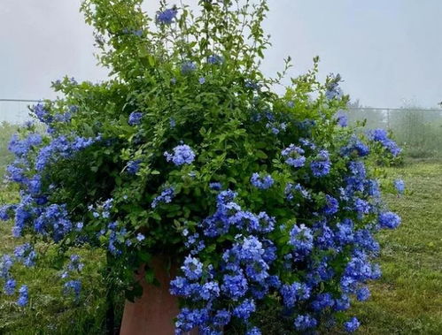 “多浇水=爱得深？”这可是要命的想法！