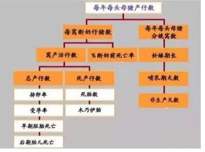 经产母猪窝产仔数提升难？揭秘关键因素与优化策略