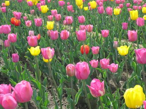 粉色花盆的搭配技巧