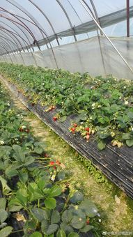 “11月份种植胡萝卜最合适吗？请详细介绍一下胡萝卜的种植方法和时间