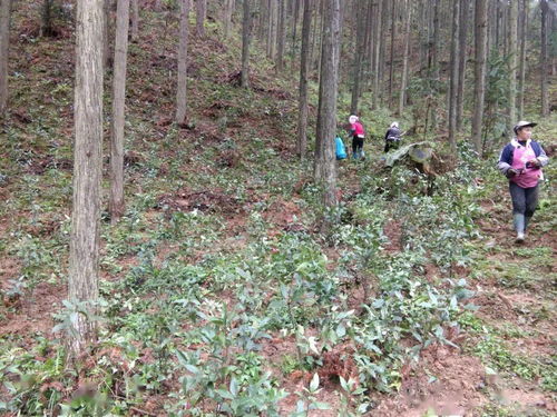 独家见解：地温监测仪助力种植