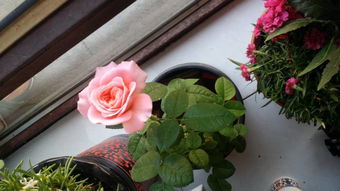 月季花品种大揭秘