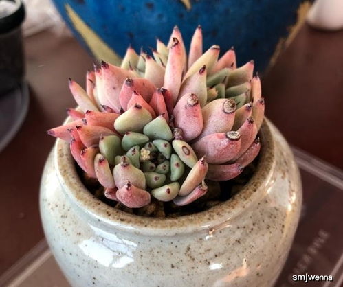 多肉植物生长过高修剪方法是什么？