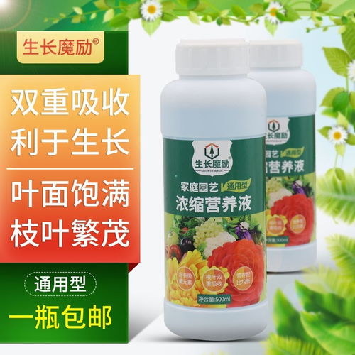 蔷薇施肥，如何选择合适的肥料