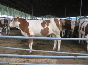 肉牛养殖前景展望