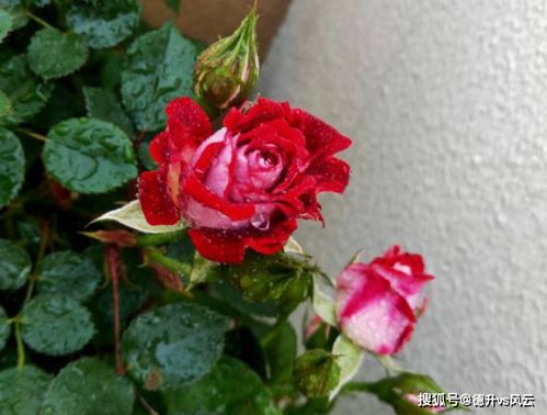 月季虫灾的防治，你真的了解吗？