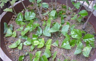 压条方法， 低压与高压