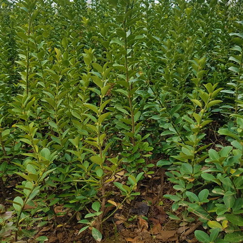 北方地区种什么花树好