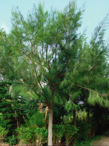 马尾松：亩种植的玄机