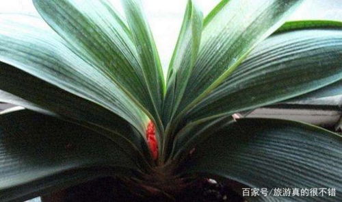富贵树为何在生长过程中突然大量失叶