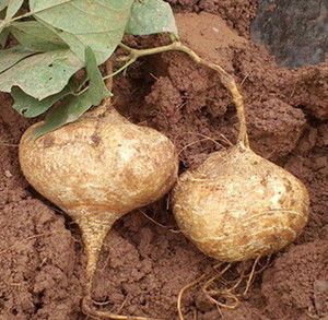 吉安青原区的土壤改良实验证实 连续3年施用钙镁磷肥可使土壤pH值上升0.8个单位，柚子坐果率提升41%。