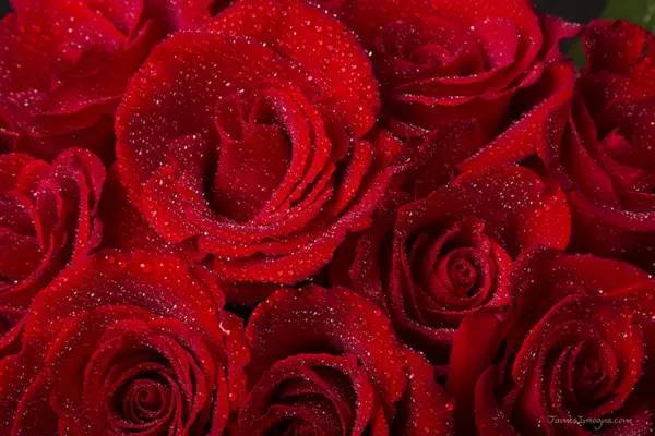 普通朋友送玫瑰花的意义