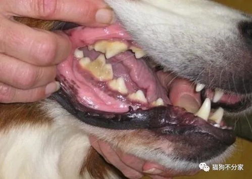 狗狗牙齿掉光，怎么办？