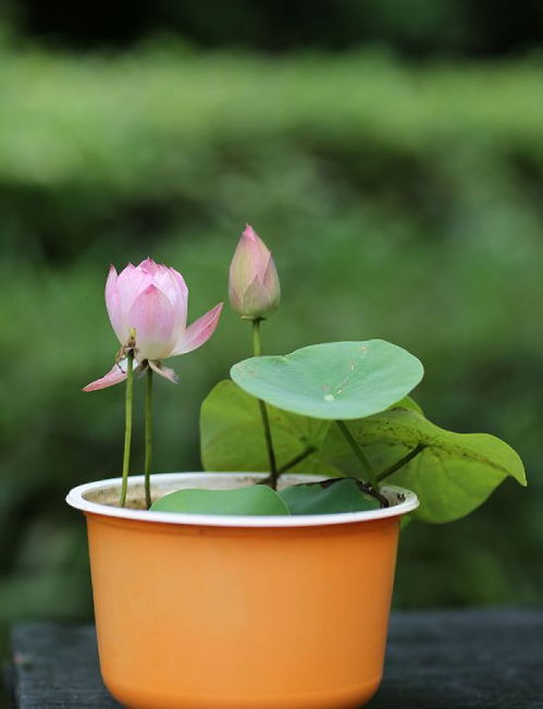 荷花的魅力：小盆里的秘密