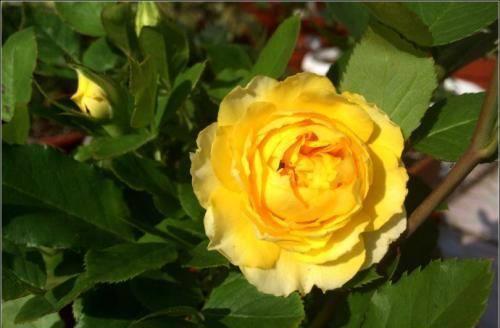 月季花开， 初心永驻