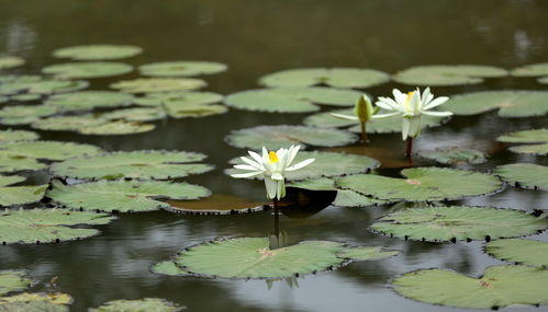 北方种植，盆栽是关键
