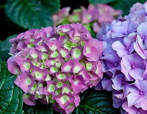 藤蔓植物， 生命力的象征