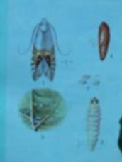 生物防治：大自然的神奇力量