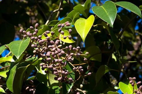 新建草坪怎样配置土壤基质