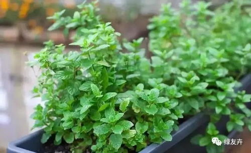 香草自由：芝麻菜、 欧芹和紫背天葵