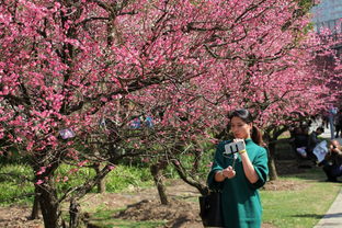 绿萼梅：梅花中的翘楚