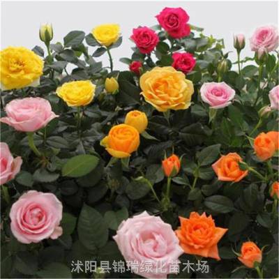 黄帽子月季的特点