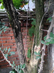 黄杨树的独特魅力