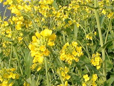 适合河北地区种植经济作物与果树