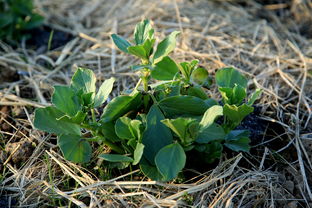 丹参育苗南方时机揭秘：避开误区，掌握关键！