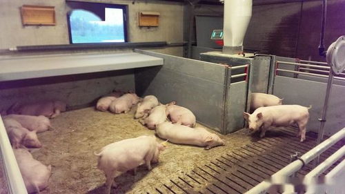 猪场建造时这3个细节没注意，后期养猪会陷入哪些坑？