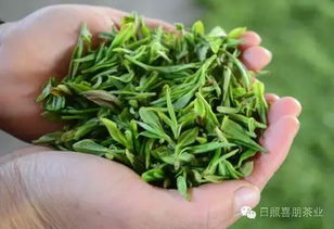 春茶与夏秋茶：农药残留的差异
