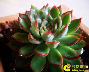多肉植物喜阳还是喜阴？在养护过程中如何根据光照条件调整摆放位置