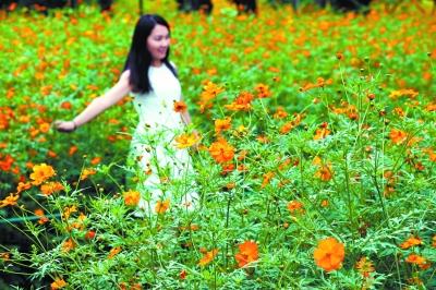 硫华菊残花处理？如何让美丽延续