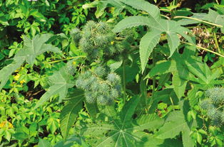 红果子的秘密：有毒还是宝贝？