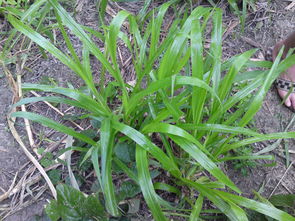 草种推荐：狗牙根+白三叶