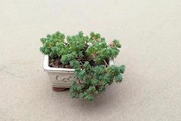 如何养护薄雪万年草：快速增肥技巧揭秘