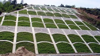 三明治种植法，护坡的秘密武器