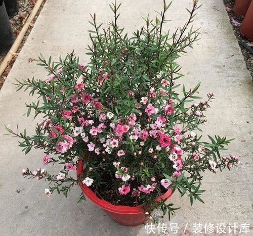 红花酢浆草， 小巧玲珑