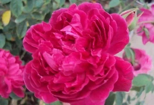 瓦特大叔：经典回归， 红得耀眼