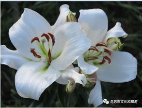 悲伤之花中，百合花所代表的悲伤与哀伤