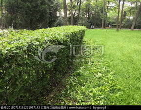 修剪时期的选择