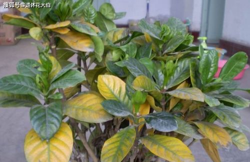 花卉喷药时如何避免落叶问题？